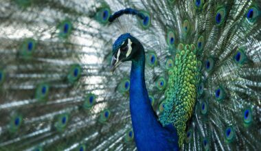 Beloved peacocks reported stolen from historic California hotel