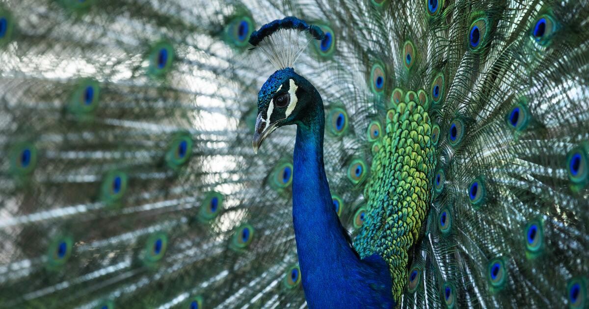 Beloved peacocks reported stolen from historic California hotel
