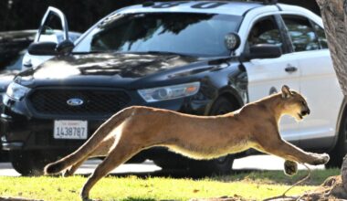 How California culture influenced the evolution of wild animals in L.A.