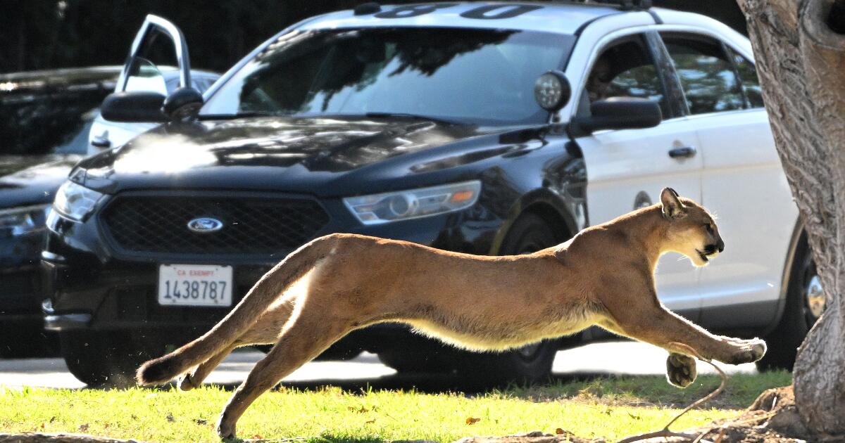 How California culture influenced the evolution of wild animals in L.A.