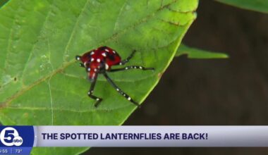 These creatures are back in Northeast Ohio... again