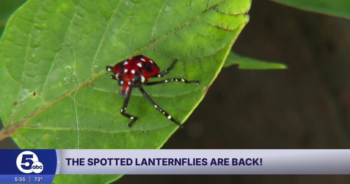 These creatures are back in Northeast Ohio... again