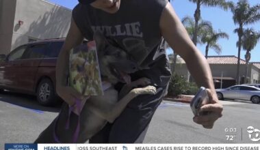 Stray animals brought to San Diego Humane Society after July 4th fireworks