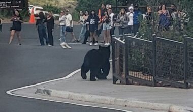 Bears join concertgoers at Red Rocks Amphitheatre