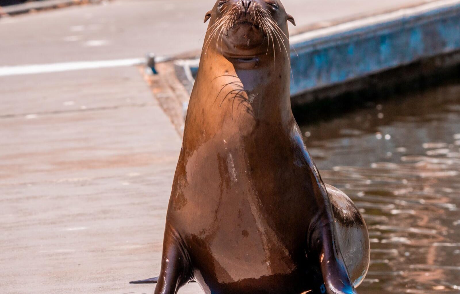 ‘Stevie’ the sea lion settles in at Petaluma’s Turning Basin