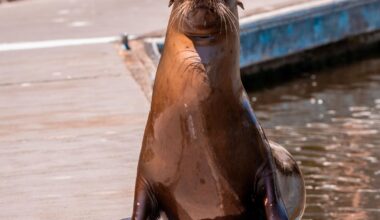 ‘Stevie’ the sea lion settles in at Petaluma’s Turning Basin