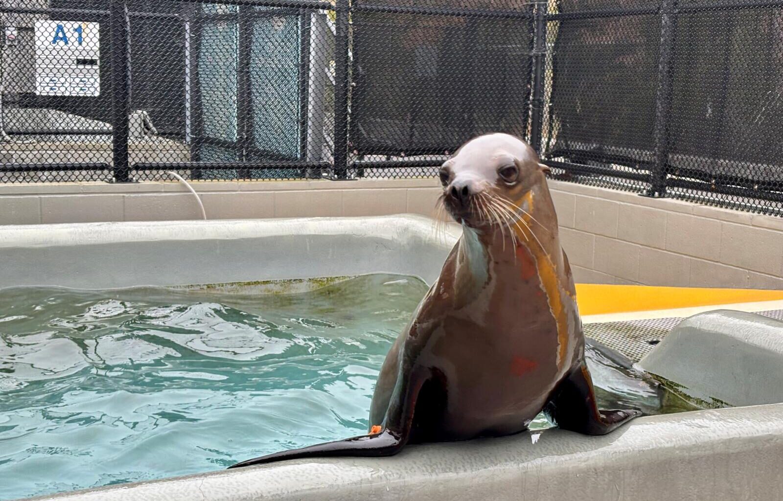 Sea lion surprises shoppers at Petaluma outlet mall