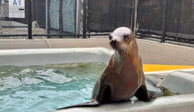 Sea lion surprises shoppers at Petaluma outlet mall