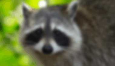 Person, 3 pets exposed to rabid raccoons in South Carolina