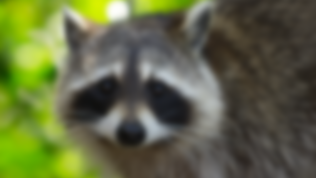 Person, 3 pets exposed to rabid raccoons in South Carolina