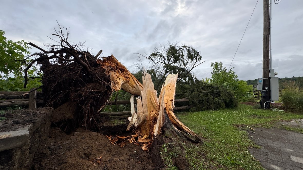 A tree cracked in half and partially uprooted on a cloudy day.
