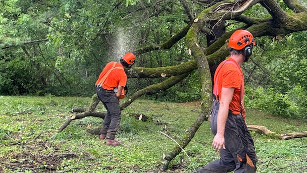 Thunderstorms take out trees, power in Outaouais, eastern Ontario