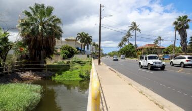 Hawaiʻi’s Wetlands Are Vanishing. This Failed Plan Offers A Warning