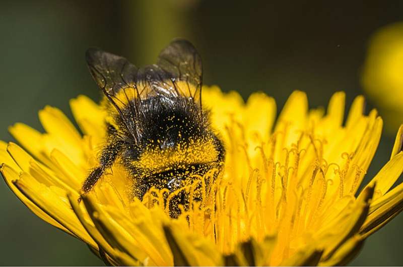 What a bumble bee chooses to eat may not match ideal diet