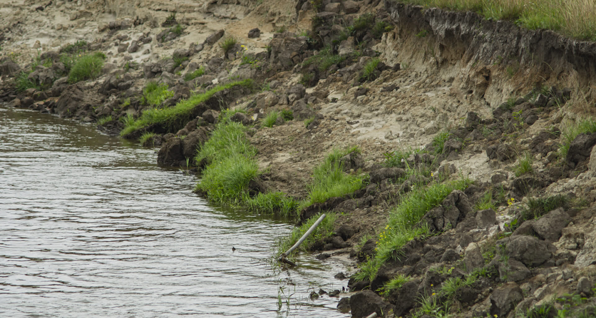Over the last 30 years, efforts have been made to help improve the chances of survival for the creature.