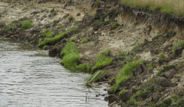 Over the last 30 years, efforts have been made to help improve the chances of survival for the creature.