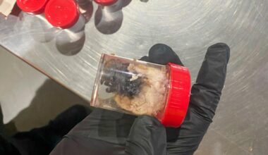 German customs show tarantulas hidden in spongecake boxes after smuggling bust