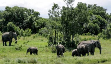Elephant kills 2 female tourists from the UK. New Zealand in Zambian national park