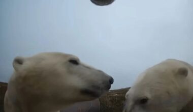 Scientists Strapped Cameras on Polar Bears