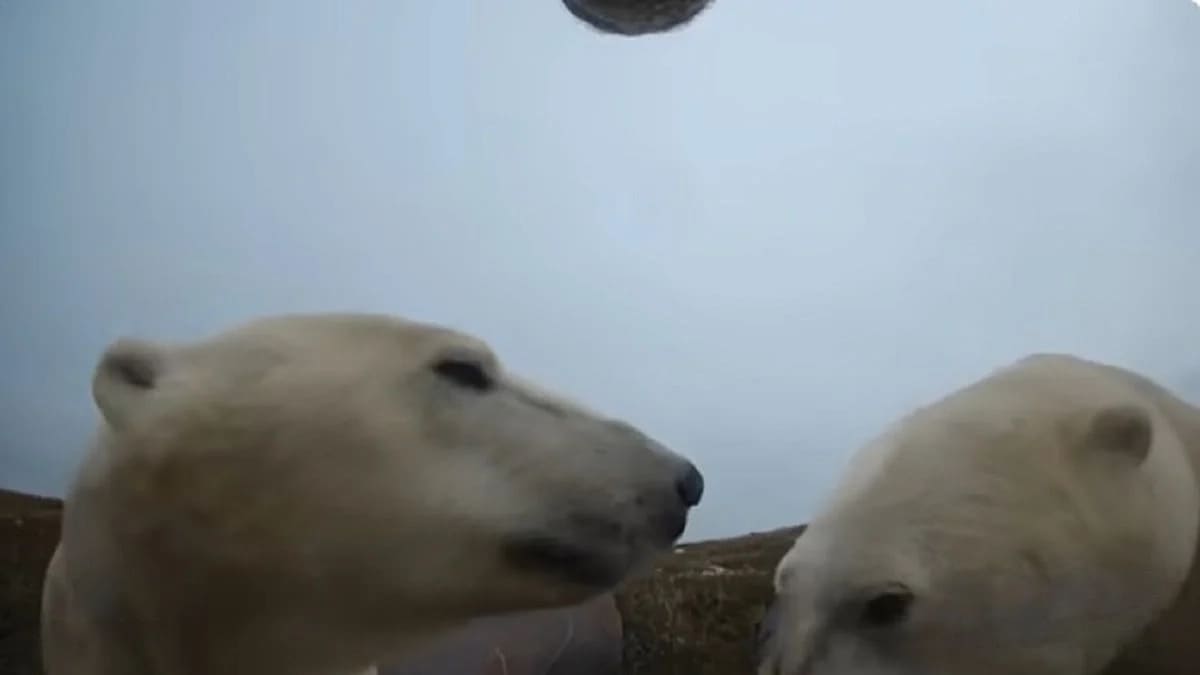 Scientists Strapped Cameras on Polar Bears