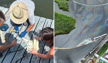 Cleanup nearly complete in Long Island canal after PSE&G's ‘nonhazardous’ oil spill kills wildlife