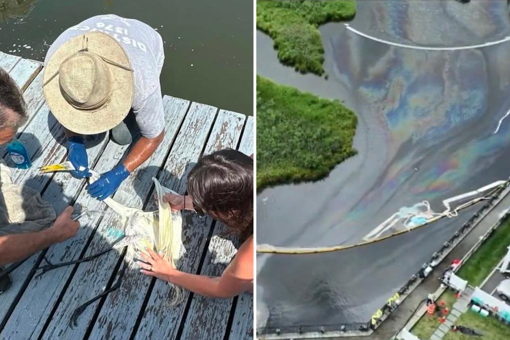 Cleanup nearly complete in Long Island canal after PSE&G's ‘nonhazardous’ oil spill kills wildlife