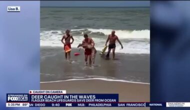 Caught on video: Lifeguards save deer from Atlantic Ocean - FOX Weather