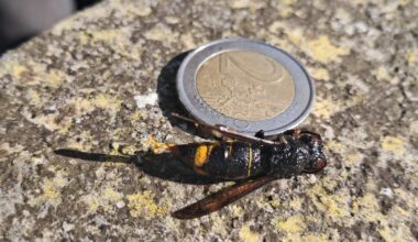 'Biosecurity alert' after Asian hornet captured in Cork