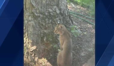 Bobcat spotted in Clive neighborhood