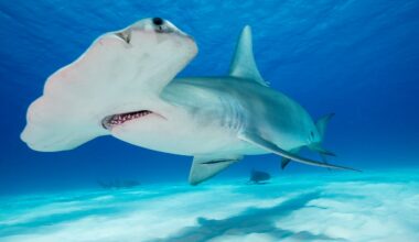 SCALLOPED HAMMERHEAD SHARKS, SPHYRNA LEWINI. SPHYRNIDES. GALAPAGOS, ECUADOR. (*)