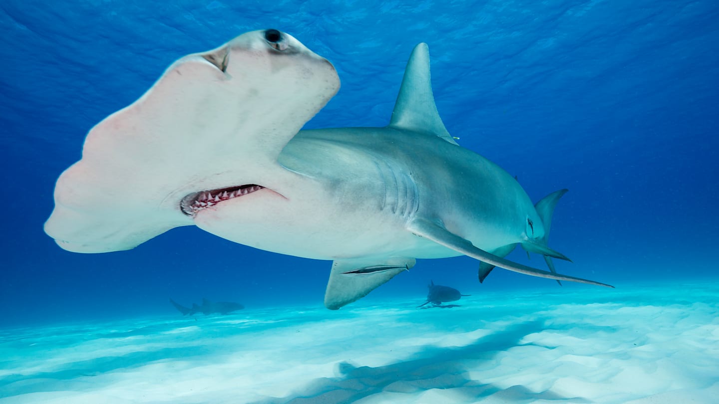 SCALLOPED HAMMERHEAD SHARKS, SPHYRNA LEWINI. SPHYRNIDES. GALAPAGOS, ECUADOR. (*)