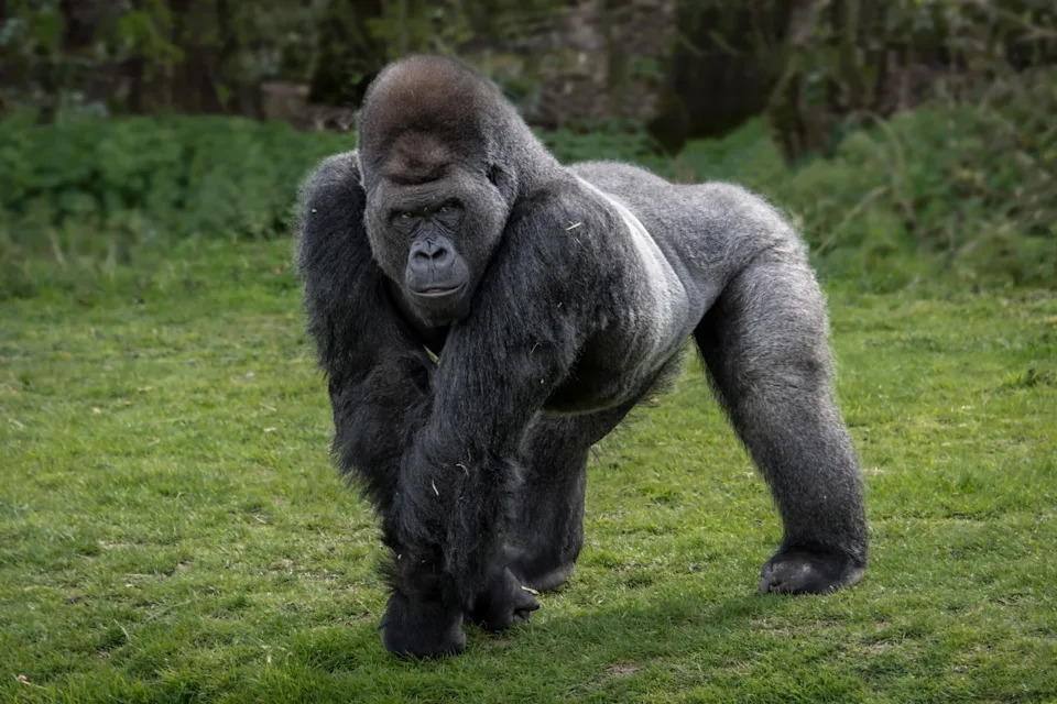 A gorilla stands on grass, looking directly at the camera, in a natural outdoor setting