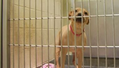 Chicago Animal Care and Control animal surrenders rise – NBC Chicago
