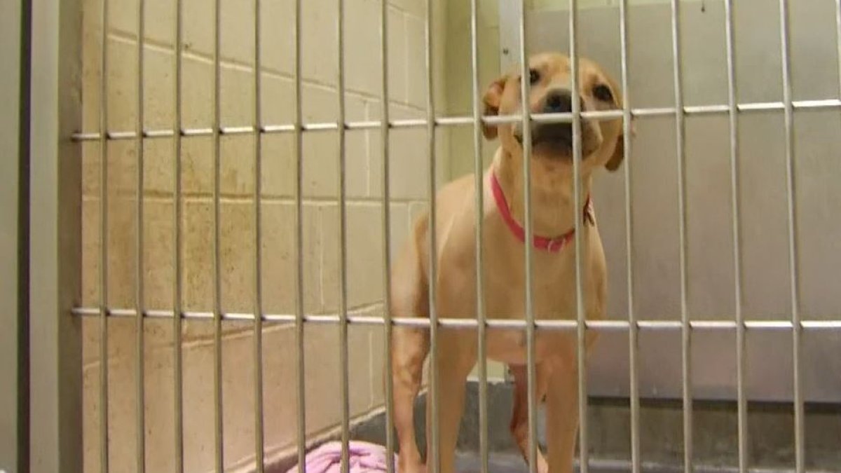 Chicago Animal Care and Control animal surrenders rise – NBC Chicago