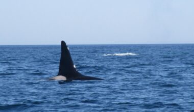 Legendary killer whale 'Old Thom' spotted, shark researchers deploy first-ever camera tag in Cape Cod Bay