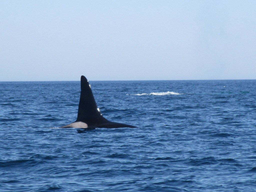 Legendary killer whale 'Old Thom' spotted, shark researchers deploy first-ever camera tag in Cape Cod Bay