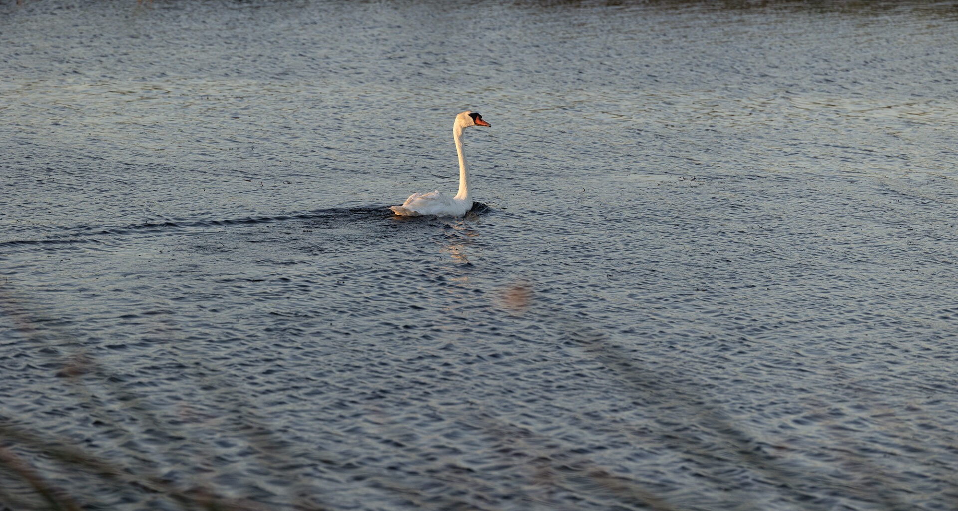 California may kill these big, beautiful swans