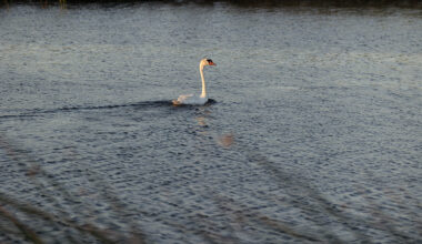 California may kill these big, beautiful swans