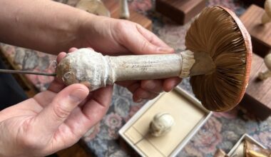 Philly museum preserves 19th-century mushroom models