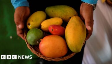 Indian trials debunk sweet myths