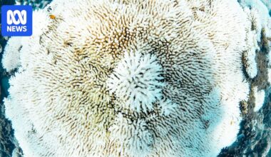 Western Australia's 'catastrophic' bleaching event leaves parts of the spectacular Ningaloo Reef white and grey