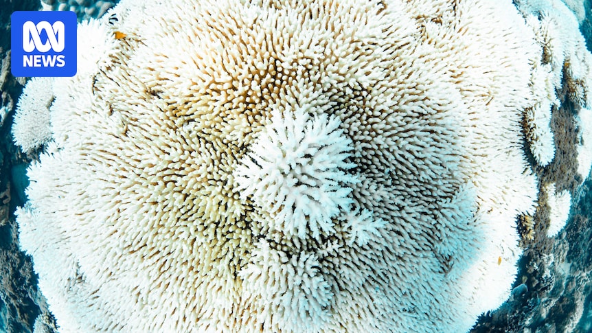 Western Australia's 'catastrophic' bleaching event leaves parts of the spectacular Ningaloo Reef white and grey