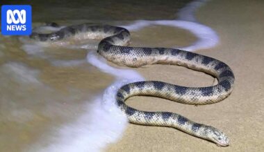 Influx of highly venomous sea snakes on Sunshine Coast shorelines