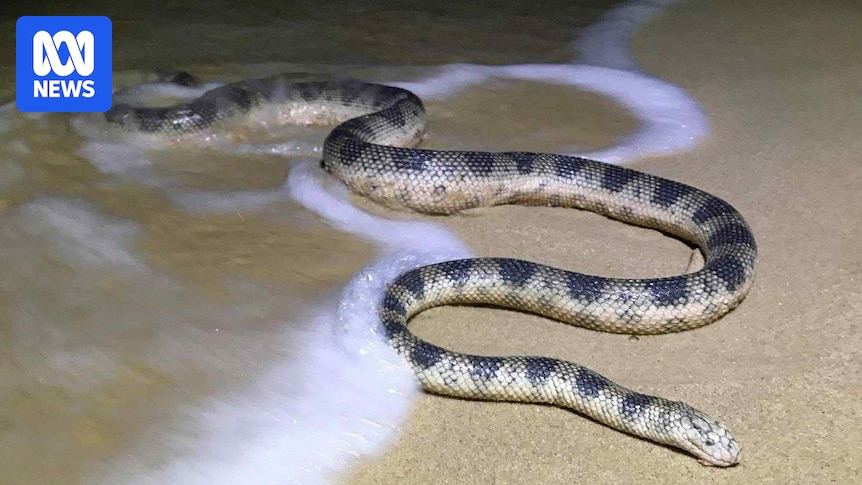 Influx of highly venomous sea snakes on Sunshine Coast shorelines