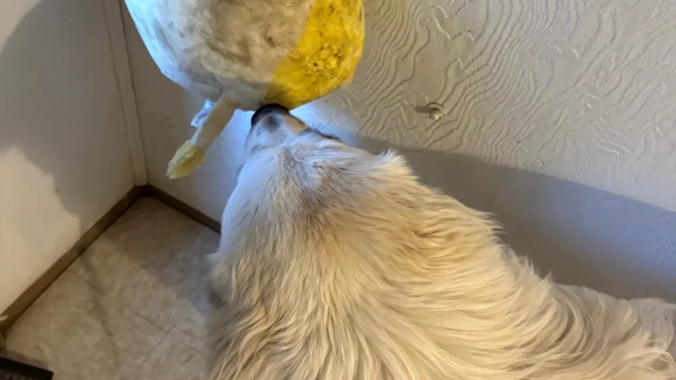 Image via TikTok&sol;&commat;meghanwillow&sol;