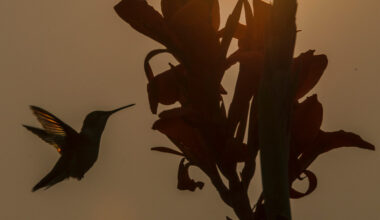 Keep feeders filled as hummingbirds begin to embark on southern migration: experts