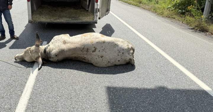 Loose bull forces highway closure in Abbotsford, BC: police
