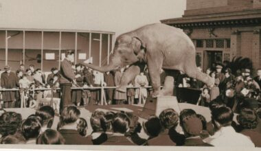 Tokyo department store seeking post-WWII photos of 'Taka-chan' the elephant raised on rooftop