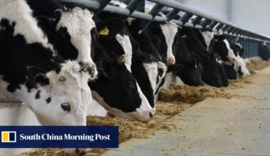China’s beef prices are still low – Beijing’s new plan aims to wrangle up consumption