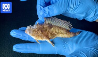 Office worker finds endangered spotted handfish dead on Hobart street